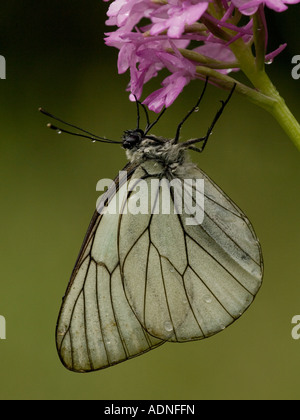 Papillon blanc veiné noir Aporia crataegi sur orchidée pyramidale de pluie après la Grèce Banque D'Images