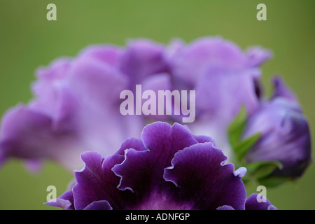 Gros plan sur les pétales bordés d'une fleur pourpre Gloxinia Banque D'Images