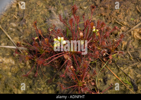 De forme oblongue leaved sundew Drosera intermedia Dorset Banque D'Images