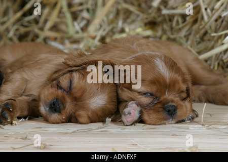Cavalier King Charles Spaniel, ruby, chiots, 6 semaines Banque D'Images