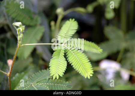 Plante Sensitive Mimosa pudica mimosa Banque D'Images