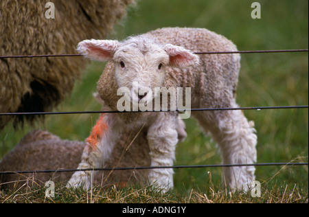 Printemps de l'agneau, Nouvelle-Zélande Banque D'Images