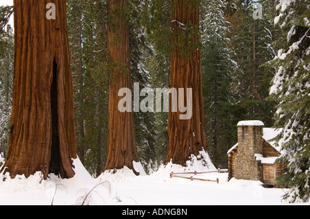 USA Californie Yosemite National Park une brique pierre musée est éclipsé par arbres Séquoia géant Banque D'Images