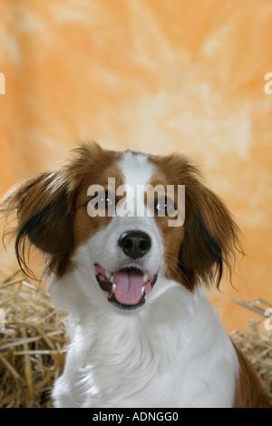 Petit Chien Kooikerhondje Sauvagine Néerlandais Banque D'Images