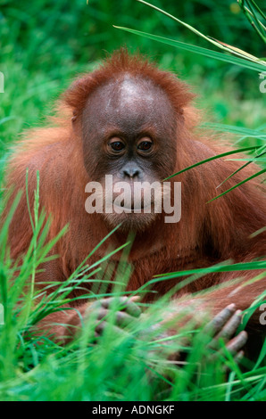 Les jeunes orang-outan de Sumatra (Pongo pygmaeus abelii) Banque D'Images