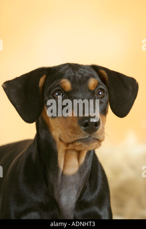 Pinscher allemand, chiot, 10 semaines Banque D'Images