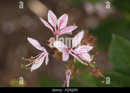 Buisson ardent (Dictamnus albus) close-up.De l'Europe et la Russie Banque D'Images