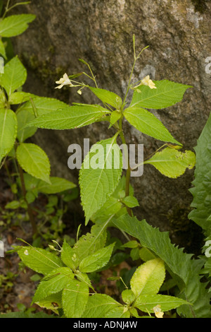 Petit balsam, Impatiens parviflora rare au Royaume-Uni Banque D'Images