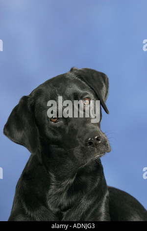 Labrador Retriever, noir Banque D'Images