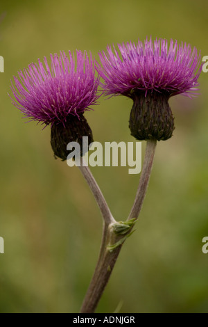 Mélancolie Cirsium heterophyllum) Teesdale, close-up, England, UK Banque D'Images