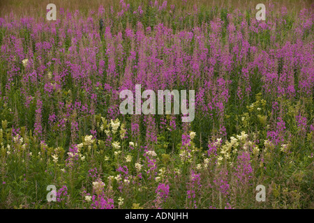 Masse de rose bay épilobe Chamerion angustifolium Chamaenerion en fleurs en vieux pâturage aussi connu sous le nom d'épilobes Suède Banque D'Images