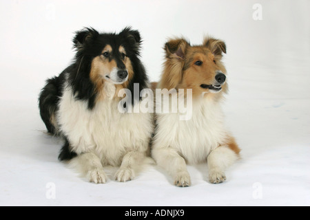 Rough Collie, adulte et 5 mois Banque D'Images