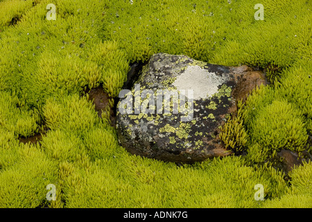 Colline moussue bog dominé par Philonotis fontana moss, le Parc National de Dovrefjell, Norvège, Europe Banque D'Images