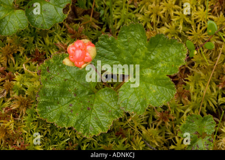 Rubus chamaemorus mûres des fruits en Ecosse Banque D'Images