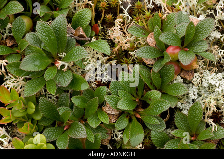 Barbes arctiques, Arctostaphylos alpinus, Arctous alpinus, dans les fruits. Norvège