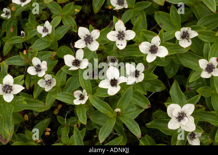 Dwarf cornel (Cornus suecica) dans la région de Flower, close-up, Ecosse, Royaume-Uni Banque D'Images