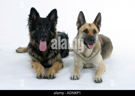 Alsacienne Chiens de berger allemand Banque D'Images