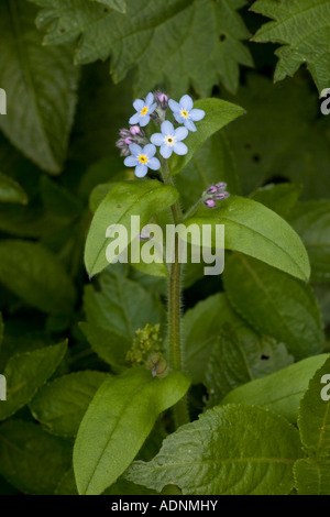 L'eau m'oublie pas, Myosotis scorpioides, Peak District Banque D'Images