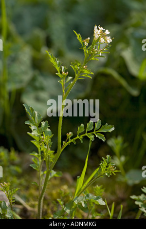 Amère Cardamine flexuosa ondulées cresson Yorkshire Banque D'Images