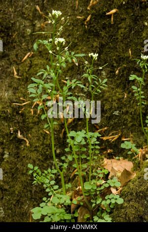 Cresson amère ondulée, Cardamine flexuosa, Lake District Banque D'Images