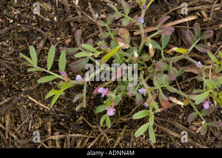 La vesce de printemps sur sol sablonneux Vicia lathyroides rare au Royaume-Uni Banque D'Images