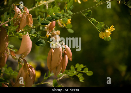 Vessie senna, Colutea arborescens, fleurs et fruits S Europe Banque D'Images