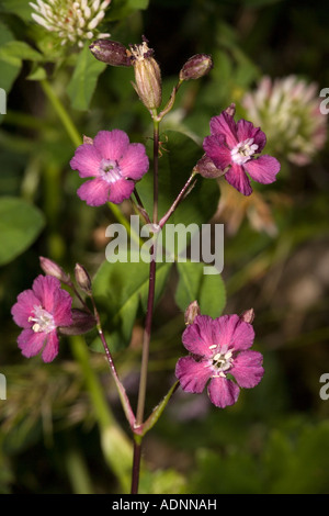 Mouche à chat collante, Lychnis viscaria, très rare au Royaume-Uni Banque D'Images