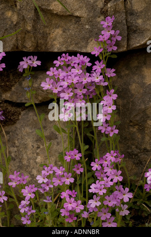 Digitales Erinus alpinus Pyrénées fée Banque D'Images