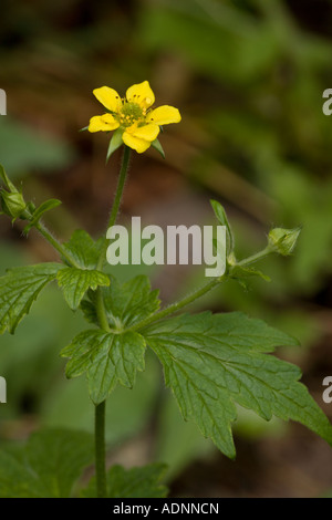 Avens de bois, ou herbe bennett, Geum urbanum, commune au Royaume-Uni Banque D'Images