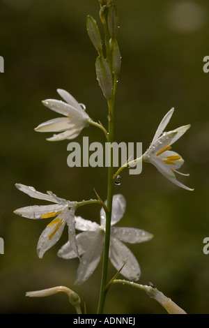 St Bernard lily Anthericum liliago (s) close-up, Pyrénées, Europe Banque D'Images