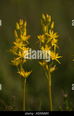 Tourbière asphodel, Narthecium ossifragum, tourbière de la Nouvelle forêt Banque D'Images