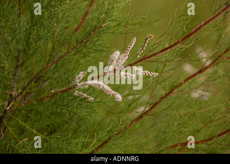 Tamarisk, Tamarix gallica ou Tamarix anglica, côte du Dorset Banque D'Images