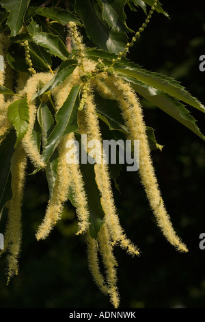 Le châtaignier (Castanea sativa) en fleurs avec les chatons mâles, close-up Banque D'Images