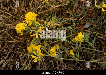 La drépanocytose Lupuline Medicago sativa ssp falcata très rare dans l'Est de l'Angleterre Banque D'Images