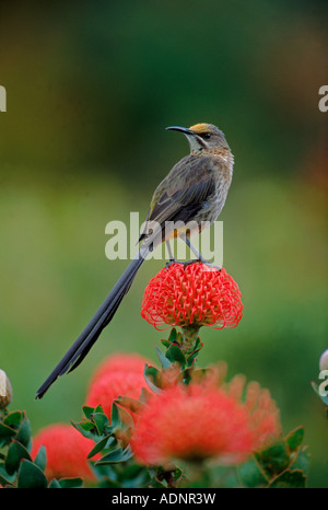 Cape Sugarbird Promerops cafer mâle sur l'Laucospermum en coussinet spp Afrique du Sud Banque D'Images