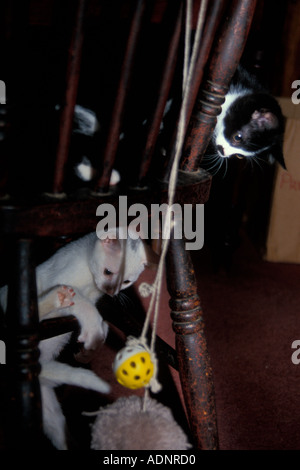 Deux chatons jouant avec une balle sur une chaise l'Angleterre Banque D'Images