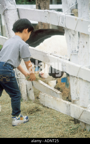 Taiwan Boy Feeding Holstein veau laitier Taitung République populaire de Chine Banque D'Images