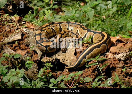Rock Python Python sebae au soleil sur un arbre tombé dans rainforest Ghana Banque D'Images