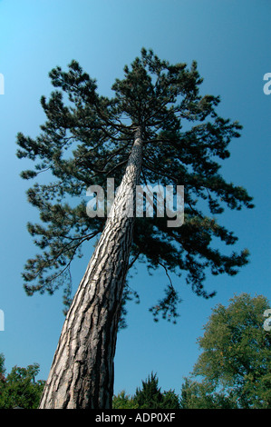 Sequoia dans le Jardin Botanique Bonn Banque D'Images