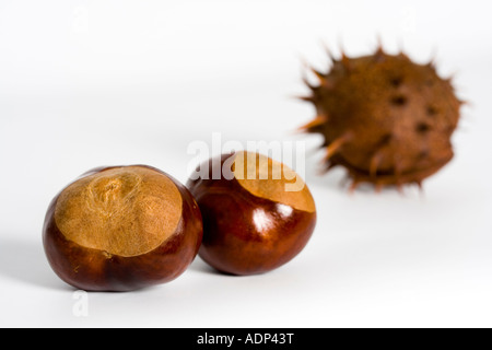 CONKERS PRISES DANS UN STUDIO, HI KEY SUR UN FOND BLANC. SHELL CONKER HÉRISSÉS Banque D'Images