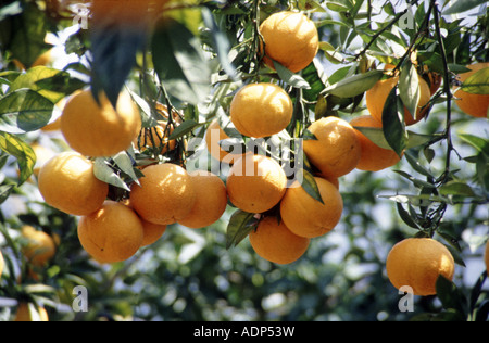 De plus en plus oranges sur l'arbre en Pouilles Italie Banque D'Images