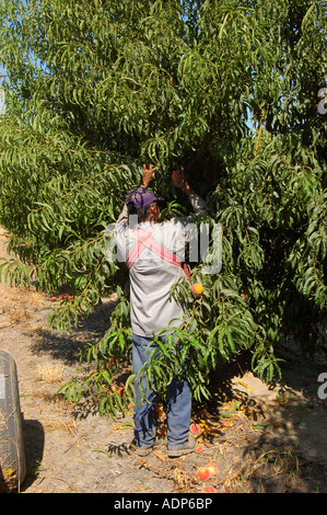 Ouvrier agricole picks pêches Prunus persica dans un verger de pêchers près de Reedley Hallows central Valley en Californie Banque D'Images