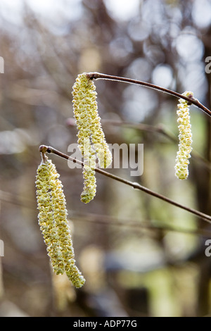 Les Chatons de noisetier Bruern les Cotswolds Royaume-Uni Banque D'Images