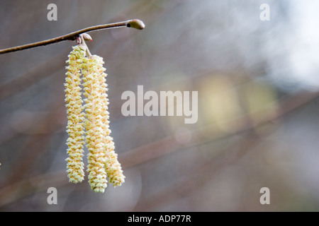 Chatons Bruern Hazel Wood les Cotswolds, Royaume-Uni Banque D'Images