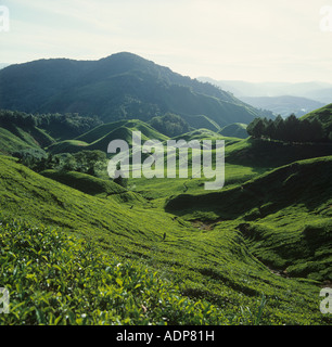Les plantations de thé dans les Cameron Highlands de Malaisie éclairées par la lumière du matin Banque D'Images
