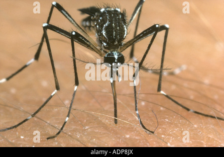 Vecteur de la fièvre jaune moustique Aedes aegypti se nourrissant d'un bras humain Banque D'Images