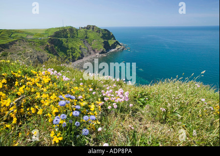 Fleurs sauvages sur la falaise, près de Hartland Point, Devon, UK Banque D'Images