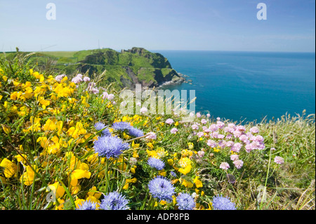 Fleurs sauvages sur la falaise, près de Hartland Point, Devon, UK Banque D'Images