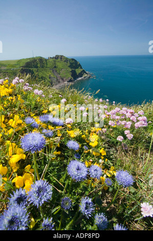 Fleurs sauvages sur la falaise, près de Hartland Point, Devon, UK Banque D'Images