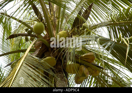 Coco en palmier et bananier contre sky Trivandrum Thiruvananthapuram Kerala Inde Banque D'Images